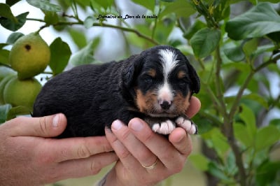 Les chiots de Bouvier Bernois