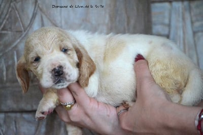 Les chiots de Basset Hound