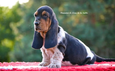 Les chiots de Basset Hound