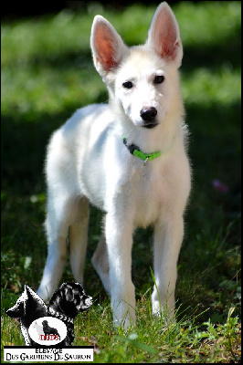 Les chiots de Berger Blanc Suisse