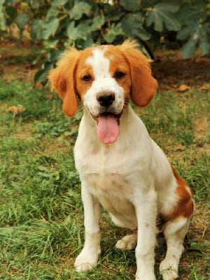 Les chiots de Epagneul Breton