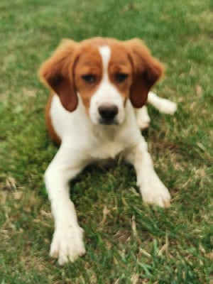 Les chiots de Epagneul Breton