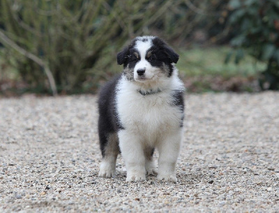 Les chiots de Berger Australien