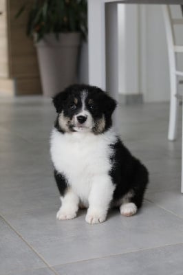 Les chiots de Berger Australien