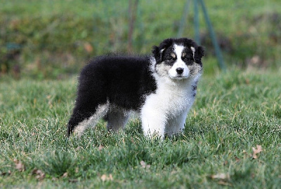 Les chiots de Berger Australien