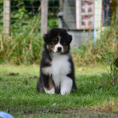 Les chiots de Berger Australien