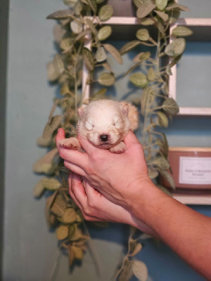 Les chiots de Samoyède