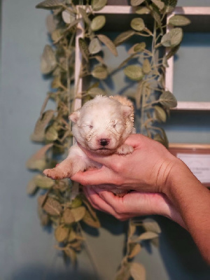 Les chiots de Samoyède