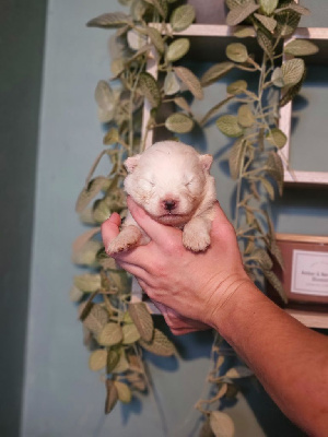 Les chiots de Samoyède