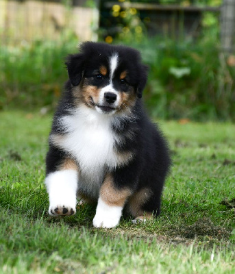 Les chiots de Berger Australien