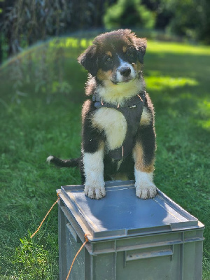 Les chiots de Berger Australien