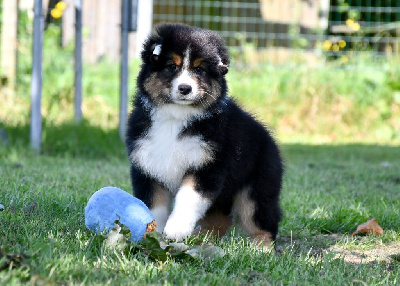 Les chiots de Berger Australien