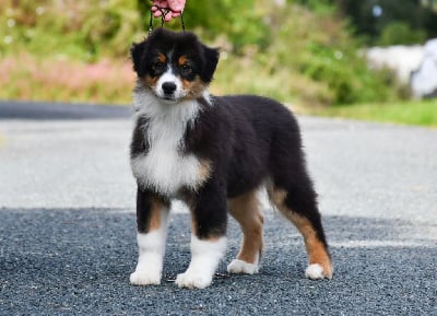 Les chiots de Berger Australien