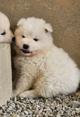 Les chiots de Samoyède