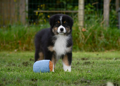 Les chiots de Berger Australien