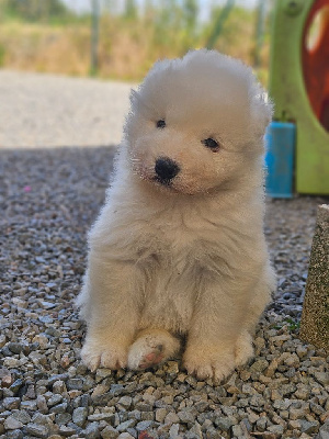 Les chiots de Samoyède