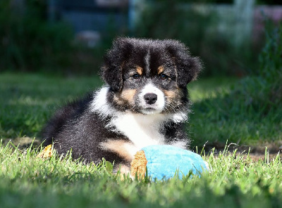 Les chiots de Berger Australien