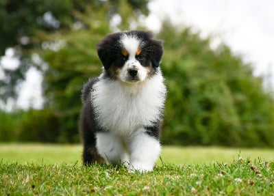 Les chiots de Berger Australien