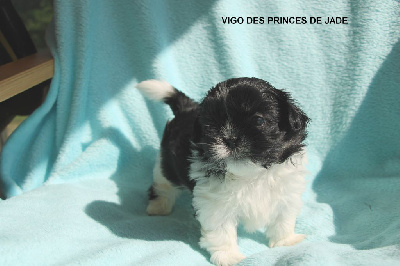 Les chiots de Shih Tzu