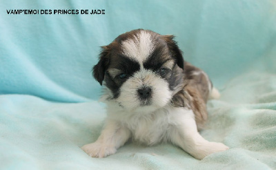 Les chiots de Shih Tzu