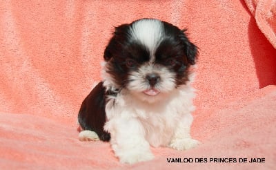 Les chiots de Shih Tzu