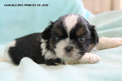 Les chiots de Shih Tzu