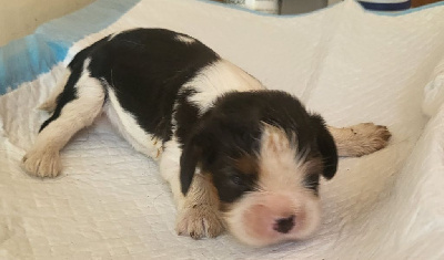 Les chiots de Cavalier King Charles Spaniel