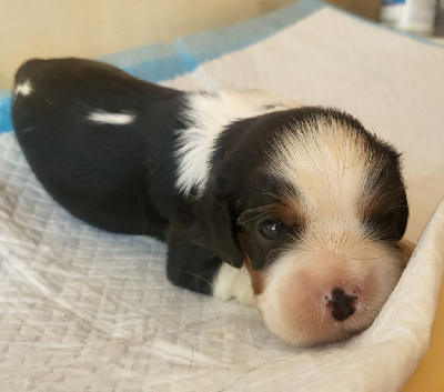 Les chiots de Cavalier King Charles Spaniel