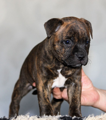 Les chiots de Staffordshire Bull Terrier