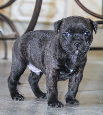 Les chiots de Staffordshire Bull Terrier