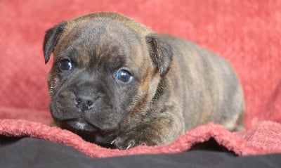 Les chiots de Staffordshire Bull Terrier