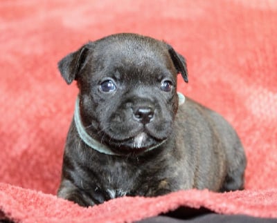 Les chiots de Staffordshire Bull Terrier