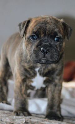 Les chiots de Staffordshire Bull Terrier