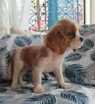 Les chiots de Cavalier King Charles Spaniel