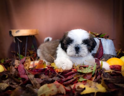 Les chiots de Shih Tzu