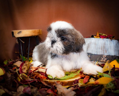 Les chiots de Shih Tzu