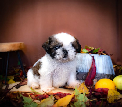 Les chiots de Shih Tzu