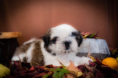 Les chiots de Shih Tzu