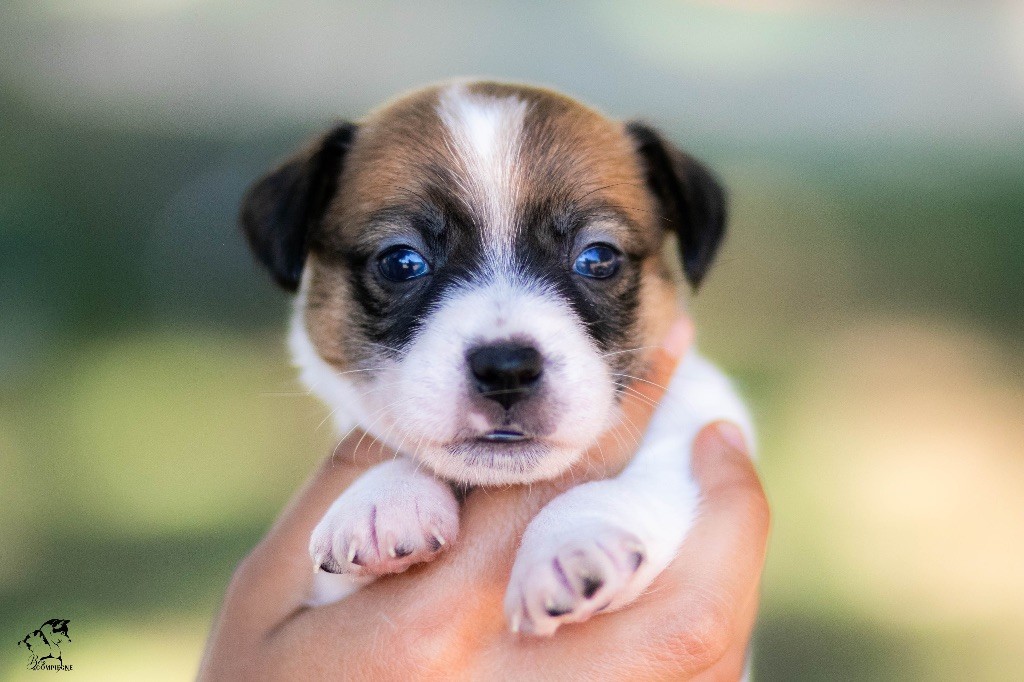 CHIOT - Jack Russell Terrier