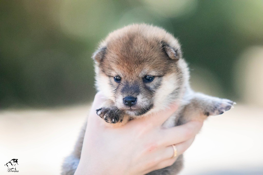 Femelle rousse - Shiba