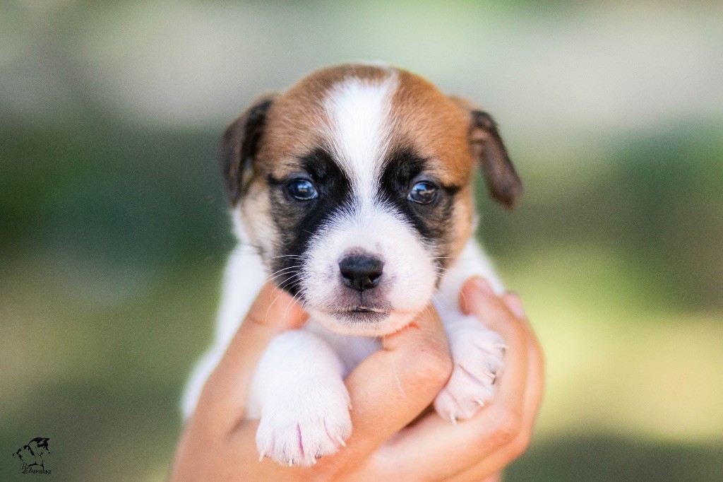 CHIOT - Jack Russell Terrier