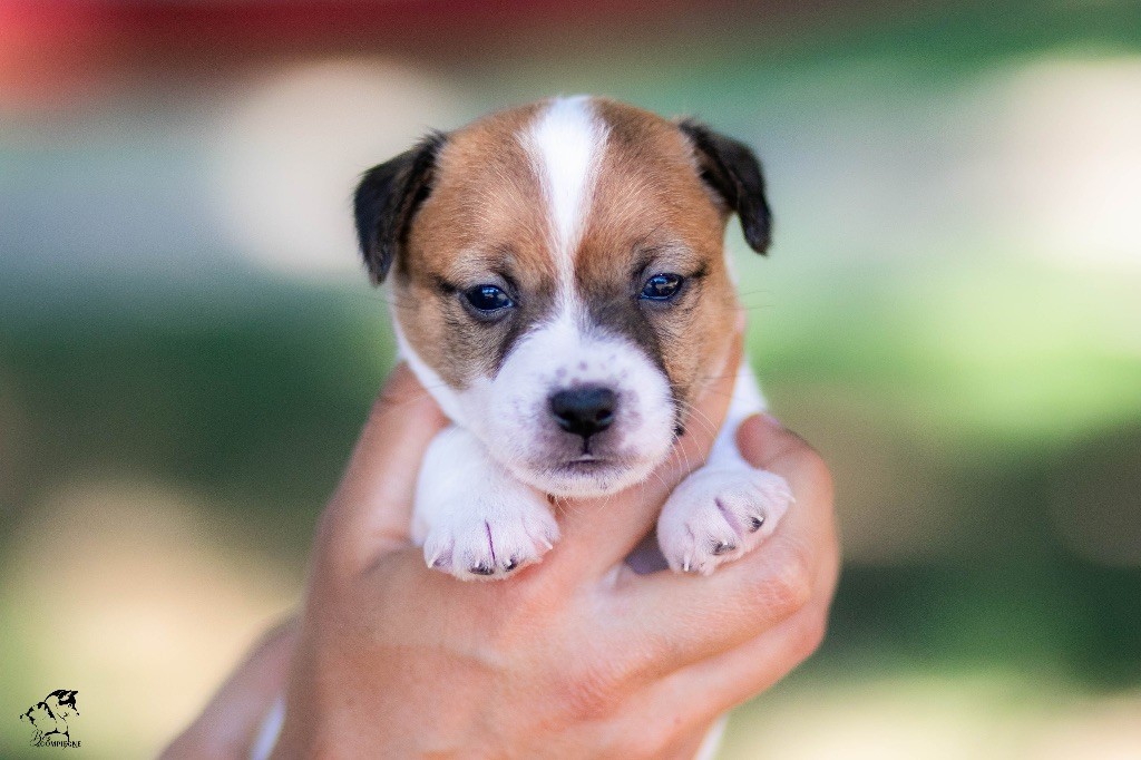 CHIOT - Jack Russell Terrier