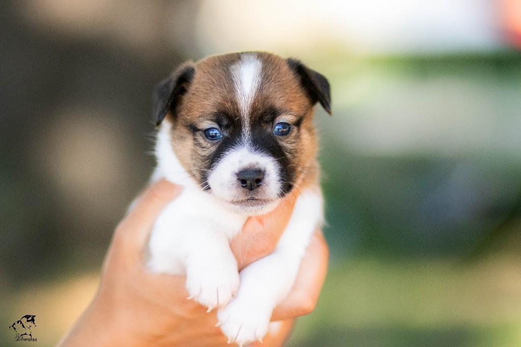 CHIOT - Jack Russell Terrier