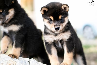 Les chiots de Shiba