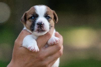 Les chiots de Jack Russell Terrier