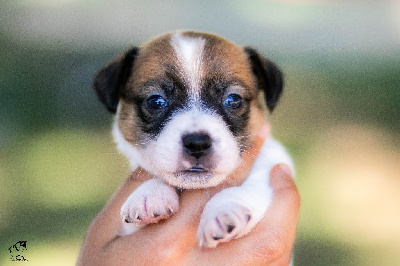 Les chiots de Jack Russell Terrier