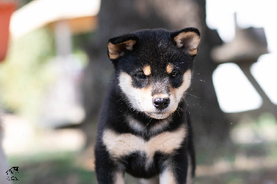 Les chiots de Shiba