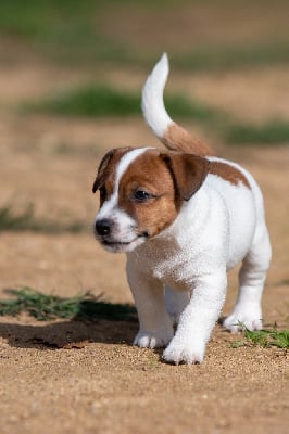 Les chiots de Jack Russell Terrier