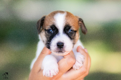 Les chiots de Jack Russell Terrier