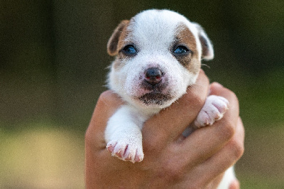 Les chiots de Jack Russell Terrier